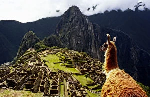 Images Dated 14th January 2016: LlaMachu Picchu