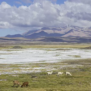 Images Dated 28th October 2012: Llamas -Lama glama- in front of mountains, Putre, Arica y Parinacota Region, Chile