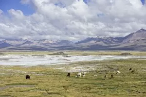 Camelidae Collection: Llamas -Lama glama- in front of mountains, Putre, Arica y Parinacota Region, Chile