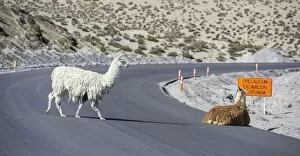 Camelidae Collection: Llamas -Lama glama- on road, Putre, Arica y Parinacota Region, Chile