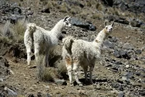 Camelid Gallery: Two Llamas -Lama glama- standing in the Andean Highlands, Altiplano, Department of La Paz, Bolivia