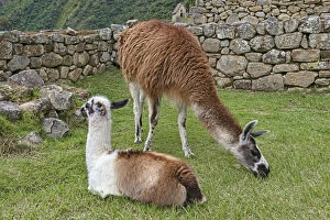 Llamas -Lama glama- in front of a typical Incan wall, UNESCO World Heritage Site, Machu Picchu, Peru