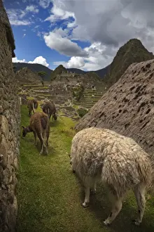 Four Animals Prints: Llamas at Machu Picchu