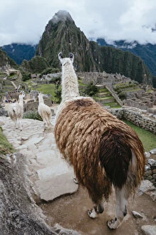 Images Dated 12th May 2015: Llamas in Machu Picchu citadel, Peru