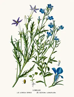 Lobelia flowers