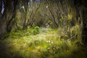 Lush Prints: Lobelia, Lobelia deckenii, unique vegetation of the Moorland and Heath zone