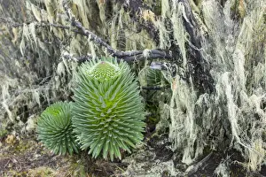 Alpine Prints: Lobelia, Lobelia deckenii, unique vegetation of the Moorland and Heath zone