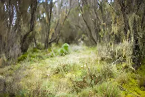 Alpine Prints: Lobelia, Lobelia deckenii, and other unique vegetation of the Moorland and Heath zone