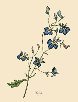 The Book of Practical Botany Gallery: Lobelia Plant, Victorian Botanical Illustration