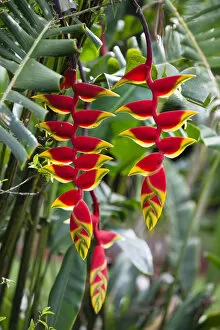 In Bloom Gallery: Lobster Claw, False-bird-of-paradise -Heliconia rostrata-, Atherton Tablelands, Queensland
