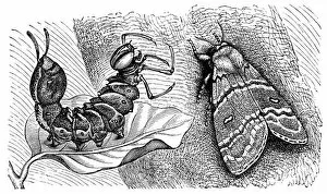 Insect Gallery: Lobster moth (Stauropus fagi)