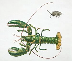 Crustacea Collection: Lobster, top view