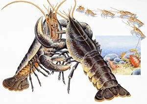 Images Dated 19th June 2007: Lobsters (Nephropidae), fighting