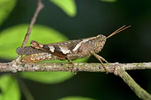Insect Gallery: Locust or grasshopper -Xenocatantops humilis-, Thailand, Southeast Asia