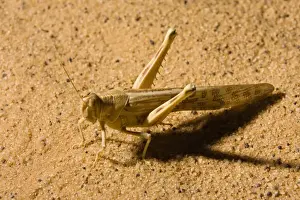 Winged Prints: Locust in the Libyan Desert, Sahara, Libya, North Africa, Africa