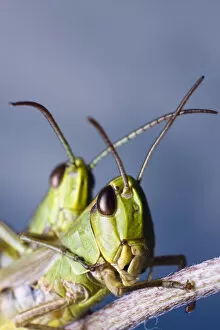 Lydie Gigerichova Landscapes Gallery: Locusts (Chorthippus montanus) mating