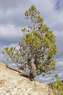 Lodgepole Pine or Shore Pine -Pinus contorta-, Grand Canyon of the Yellowstone River, Inspiration Point, North Rim