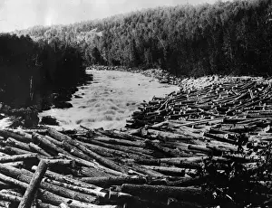 Natura Prints: Log Jam In River