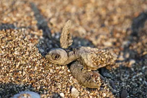 Loggerhead Sea Turtle -Caretta caretta-, hatchling, Lycian Coast, Turkey, Asia Minor