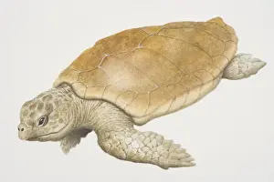 Cheloniidae Prints: Loggerhead Turtle (caretta caretta) swimming, side view
