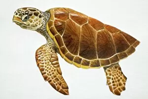 Aquatic Gallery: Loggerhead Turtle, Caretta caretta, side view