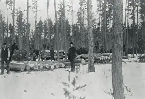 Minnesota Prints: Loggers Removing Large Tree from Forest