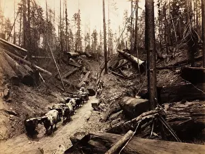 Time Captured: Vintage Art: Logging with oxen, Humboldt County, California, circa 1890s