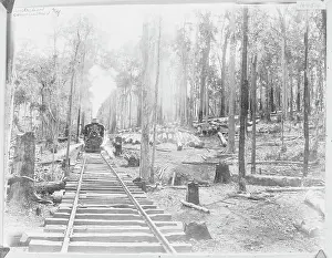 Raw Material Prints: Logging Train in Forest