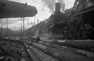 Timber Prints: Logs By Train