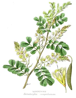 Seedling Prints: Logwood botanical engraving 1857