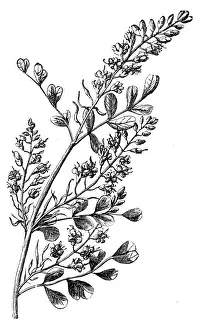 Logwood (Haematoxylon Campechianum)