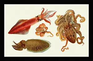 Loligo vulgaris / Eledone moschata / Sepia officinalis