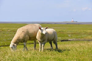 Lomestic sheep, with the Westerheversand Lighthouse in the distance, Westerhever, North Frisia, Schleswig-Holstein
