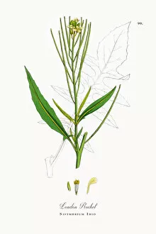 Images Dated 26th September 2017: London Rocket, Sisymbrium Irio, Victorian Botanical Illustration, 1863
