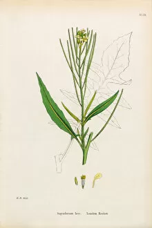 Images Dated 18th January 2017: London Rocket, Sisymbrium Irio, Victorian Botanical Illustration, 1863