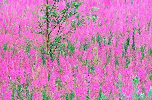Lone Alder tree (Alnus sp) amidst fireweed (Epilobium augustifolium)