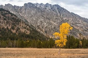 Images Dated 24th September 2012: Lone Aspen in peak Fall color Grand Teton National Park Wyoming USA