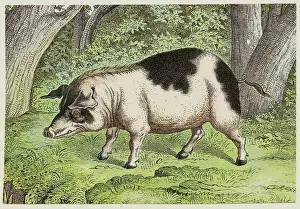 Lone Boar in the Woods