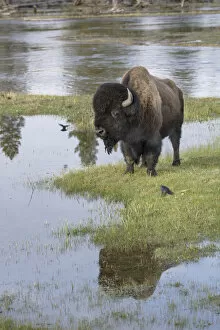 Wyoming Collection: A lone Bull Bison standing alongside the Firehole River