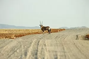 Watching Collection: Lone Gemsbok (Oryx gazella) in Centre of Gravel Road