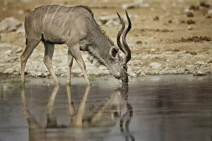 A lone kudu bull Tregalaphus strepsiceros standing in a water hole with reflection