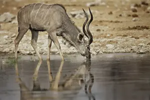 Open Space Prints: A lone kudu bull Tregalaphus strepsiceros standing in a water hole with reflection