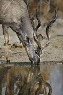 Images Dated 14th September 2012: A lone kudu bull Tregalaphus strepsiceros at a water hole with reflection drinking