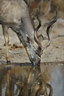 Open Space Prints: A lone kudu bull Tregalaphus strepsiceros at a water hole with reflection drinking