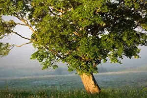 Treetop Gallery: Lone maple tree on a misty meadow illuminated with sunlight