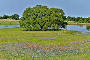 Green Gallery: Lone Oak tree along small pond with field of wildflowers near Brenham, Texas Hill Country, Texas