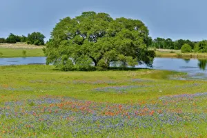 Green Prints: Lone Oak tree along small pond with field of wildflowers near Brenham