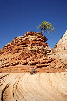Images Dated 7th April 2011: Lone Pine, pine tree on a hill of sandstone, Zion Plateau, Zion National Park, Utah, USA