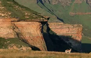 Images Dated 27th June 2006: Lone Springbok (Antidorcas marsupialis) on Mountainous Landscape