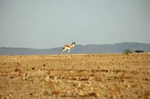 Namibia Collection: Lone Springbok (Antidorcas marsupialis) on Plain